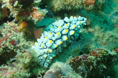 Phyllidia elegans