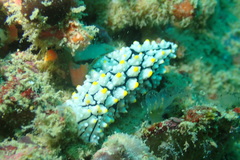 Phyllidia elegans