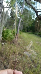 Andropogon cabanisii