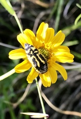 Acmaeodera amplicollis