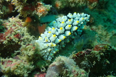 Phyllidia elegans