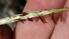 Andropogon cabanisii