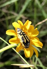 Acmaeodera amplicollis