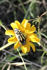 Acmaeodera amplicollis