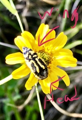 Acmaeodera amplicollis
