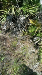 Andropogon cabanisii