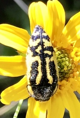 Acmaeodera amplicollis