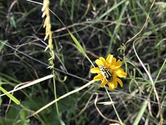Acmaeodera amplicollis