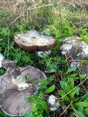 Agaricus