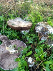 Agaricus