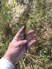 Sorghastrum secundum