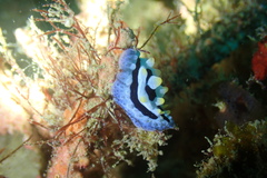 Phyllidia coelestis