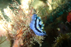 Phyllidia coelestis