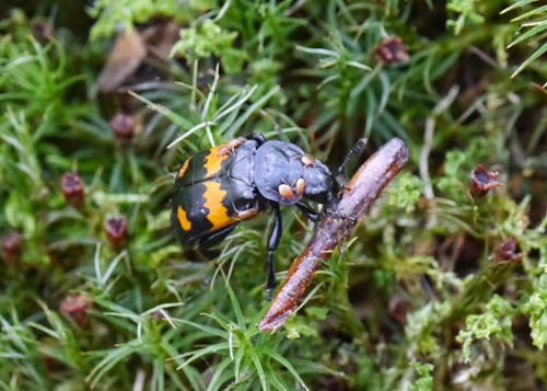 Boreal Burying Beetle