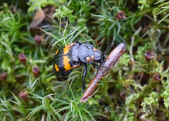 Nicrophorus defodiens