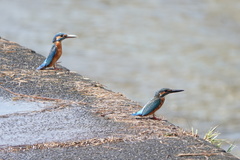 Alcedo atthis