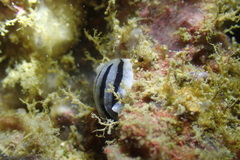 Phyllidiopsis xishaensis