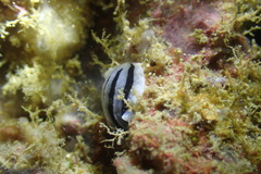 Phyllidiopsis xishaensis