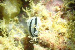 Phyllidiopsis xishaensis