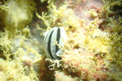 Phyllidiopsis xishaensis