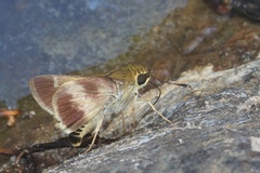 Platylesches moritili