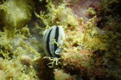Phyllidiopsis xishaensis
