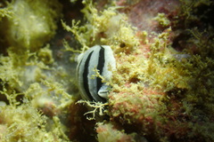 Phyllidiopsis xishaensis
