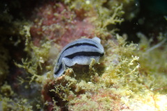 Phyllidiopsis xishaensis