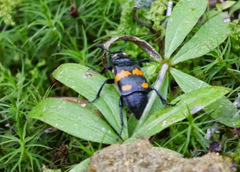 Nicrophorus defodiens