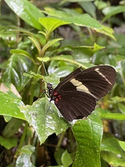 Heliconius sara fulgidus