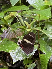 Heliconius sara fulgidus