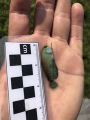 Austrolebias bellottii