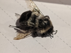 Bombus impatiens