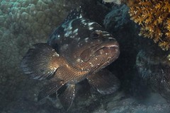 Epinephelus polyphekadion