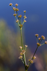 Juncus acuminatus