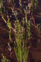 Juncus acuminatus