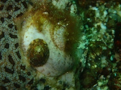 Testudinalia testudinalis