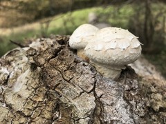 Hemipholiota