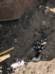 Spilogale angustifrons