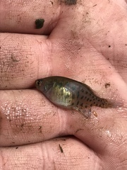 Austrolebias bellottii