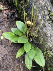 Peperomia obtusifolia