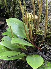Peperomia obtusifolia
