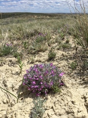 Astragalus barrii