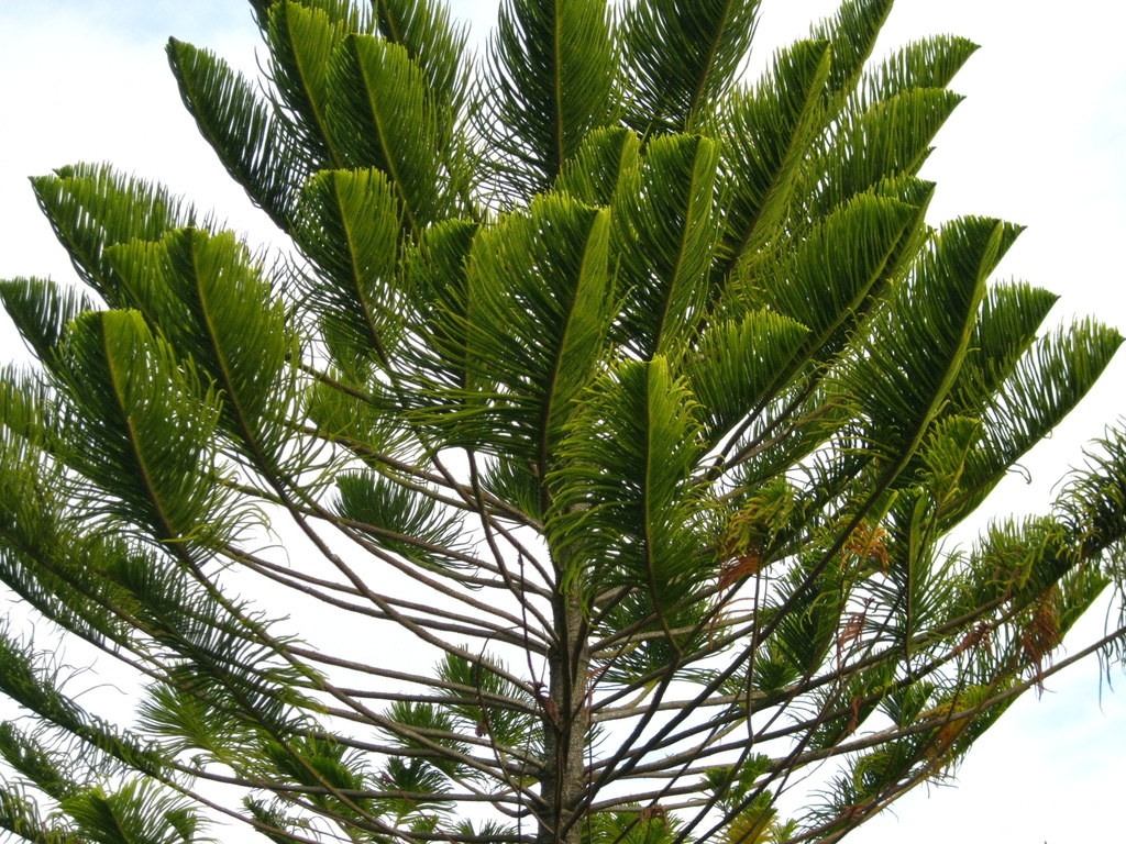 Bernier's araucaria