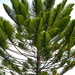 Bernier's Araucaria - Photo (c) JOE BLOWE, some rights reserved (CC BY-SA)