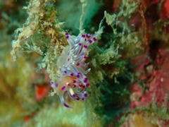 Coryphellina