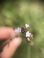 Verbena montevidensis