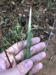 Panicum dichotomiflorum dichotomiflorum