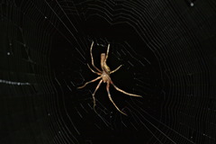 Cyphalonotus