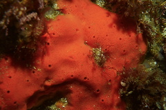 Dragmacidon mexicanum